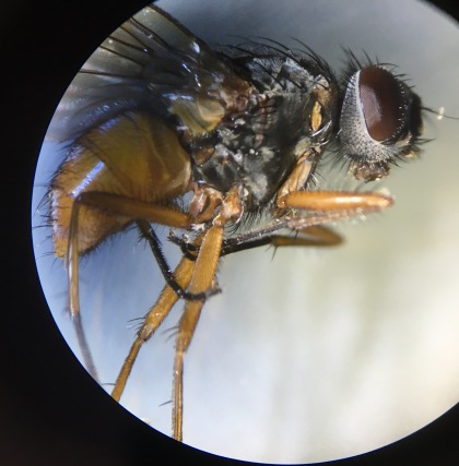 Currently unconfirmed fly species, but what I believe to be a Phaonia sp. But flies really are fascinating under the microscope.