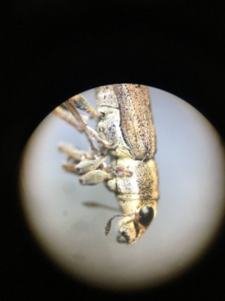 Currently unconfirmed weevil, again, it is hard to appreciate their complexity until you see them under a microscope.